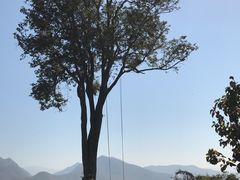 -大树秋千