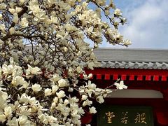-大慈恩寺(大雁塔)