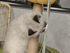 -爱佳宠物中心医院24H·CT·骨外科·猫专科(瑶海万达店)