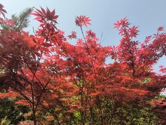 -莲花池公园