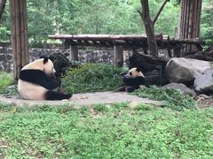 -都江堰中华大熊猫苑