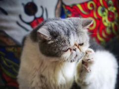 -more than meow吴止猫主题餐厅(承德 中船汇店)