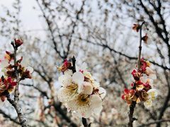 -杭州植物园