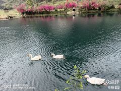 -靖西鹅泉风景区