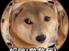 -是阿柴呀！柴犬咖啡·爱喵喵猫咖