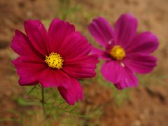 -松山湖梦幻百花洲