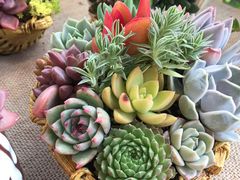 -龙大花卉苗木市场