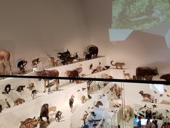 -墨尔本博物馆(Melbourne Museum)