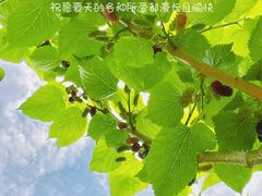 -御林古桑园