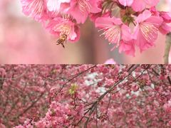 -天适樱花悠乐园