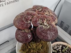 -双季花艺园艺市场(浦东店)