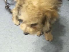 -芭比堂爱心动物医院(柯桥康爱分院)