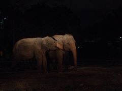 iphone_upload_pic-清迈夜间动物园