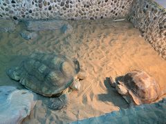 -上海大自然野生昆虫馆(东方明珠·爬宠昆虫探索中心)