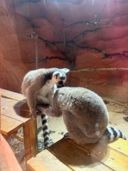 -Zoolung Zoolung动物主题公园(海信广场店)