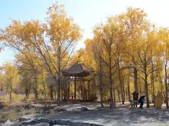 -金塔沙漠胡杨林景区