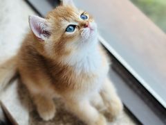 -柚子猫舍·精品猫舍购猫·猫咪认养·购宠·宠物店