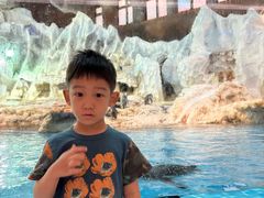 -帝企鹅自助餐厅•儿童岛•真企鹅(长隆企鹅酒店)