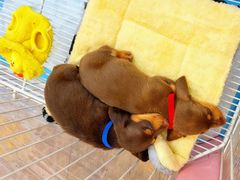 -萌宠之家·腊肠犬·马尔泰·小体犬舍