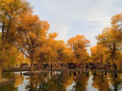 -金塔沙漠胡杨林景区