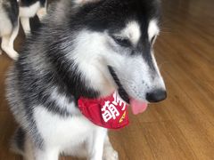 -Husky Go! 哈士奇体验馆·宠物咖啡厅狗咖