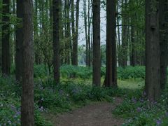 -上海共青森林公园