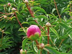 -黑龙江省森林植物园