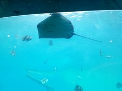 -瑞德姆美人鱼海底演艺主题餐厅(亚龙湾店)