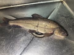 -乡土特色.冷锅鱼.牦牛肉汤锅