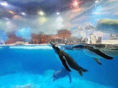 -海合安成都极地海洋公园