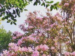 -梧桐山风景名胜区