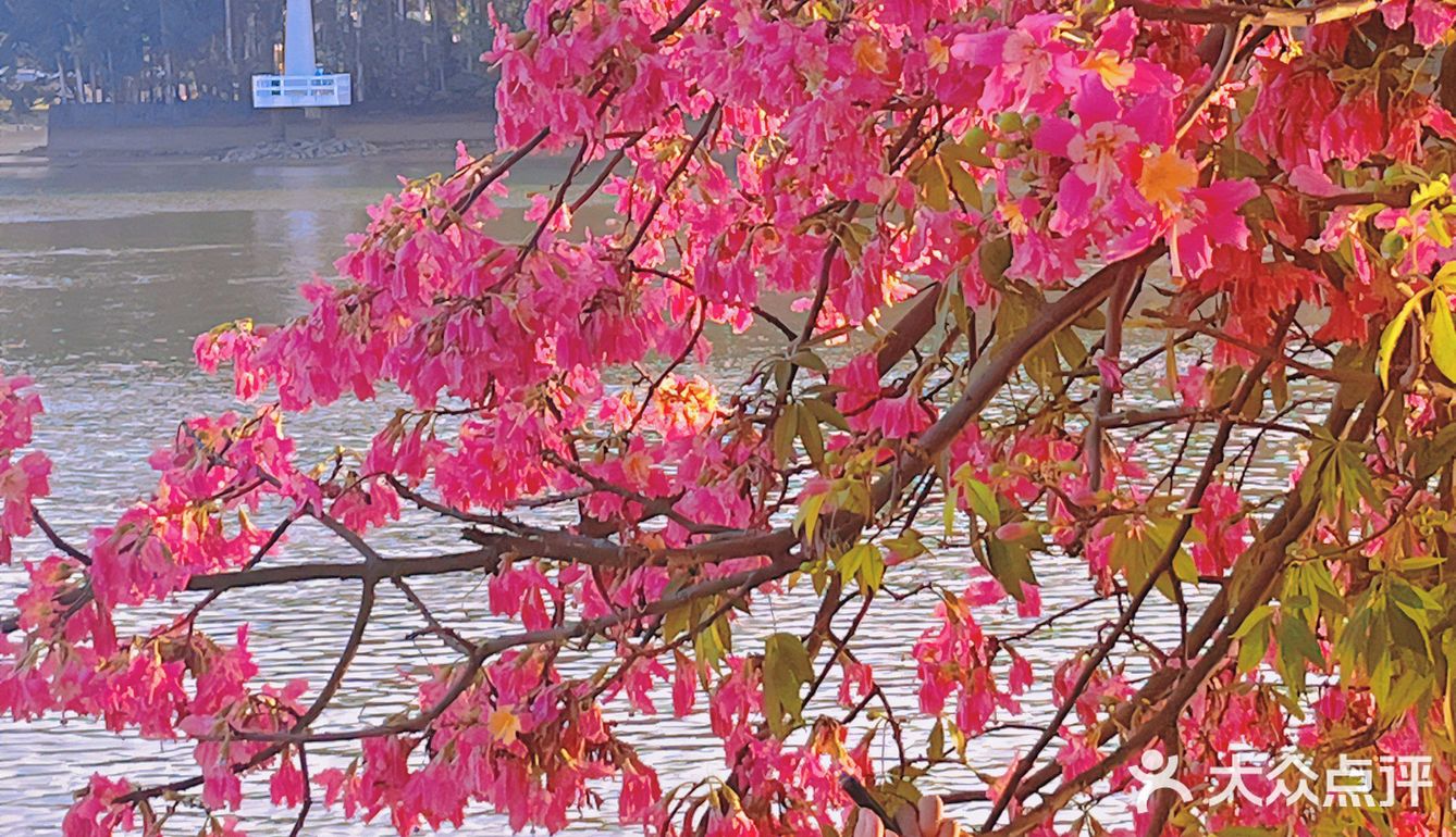 不卷萧岗和华师，广州河堤的异木棉花瀑