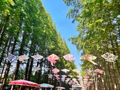 -日照海滨国家森林公园