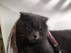 -松果猫咖(桐乡吾悦金街店)