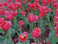 -玄武湖景区-情侣园游乐场