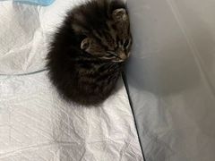 -1013 PET SHOP精品宠物商店(丁香店)