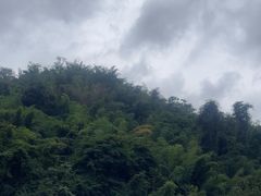 -西双版纳原始森林公园