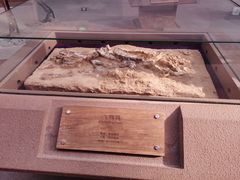 -陕西自然博物馆