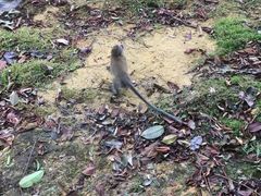 -武吉知马自然保护区