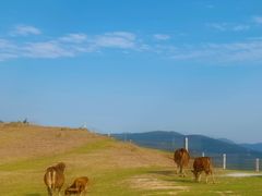 -大姆山草场