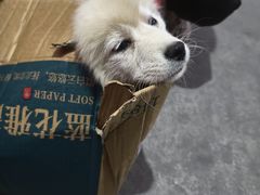 -恒幸动物医院·急重症转诊中心·神经内外科·CT核磁