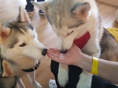 -Husky Go! 哈士奇体验馆·宠物咖啡厅狗咖