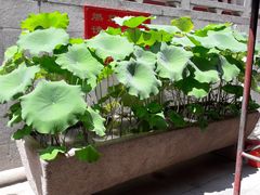 景点-福州开元寺