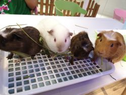 -Moni星球萌宠·小马宝莉·灵蛇·高端高阶全萌宠互动体验俱乐部(红豆国际广场店)