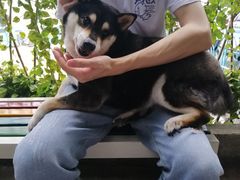 -柴犬高等学院·狗咖·柴犬售卖·宠物训练