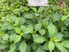 -广州神农草堂中医药博物馆