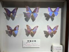 -上海大自然野生昆虫馆(东方明珠·爬宠昆虫探索中心)