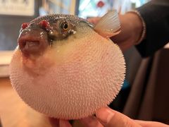 -肆月河豚·新淮扬(金融街店)