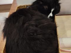 -有猫主题·治愈系猫咖(曾厝垵店)