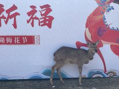 -香雪海